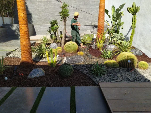 Une personne arrose un massif de cactus et de palmiers