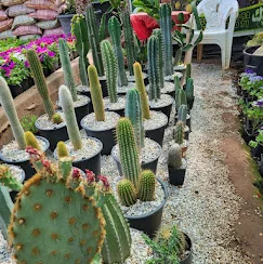 Collection de cactus de différentes formes dans de petits pots