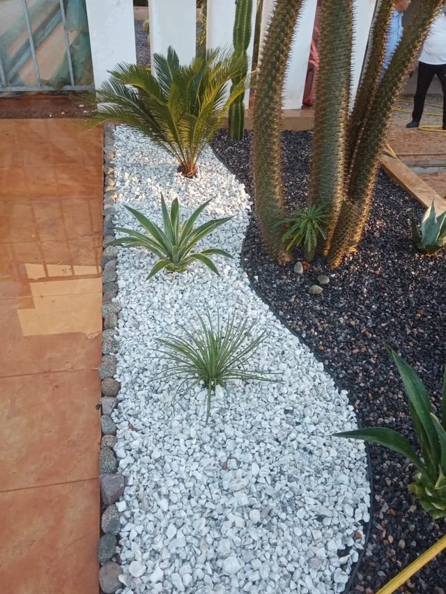 Cactus et petites plantes dans un massif de graviers blancs et noirs