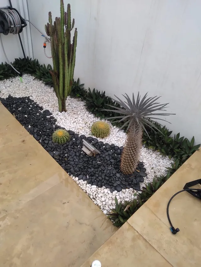 Petit massif de cactus et de plantes le long d’un mur blanc