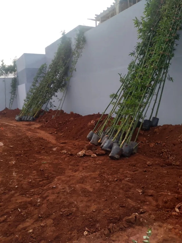 Végétaux prêts à être plantés, disposés contre un mur sur un terrain préparé