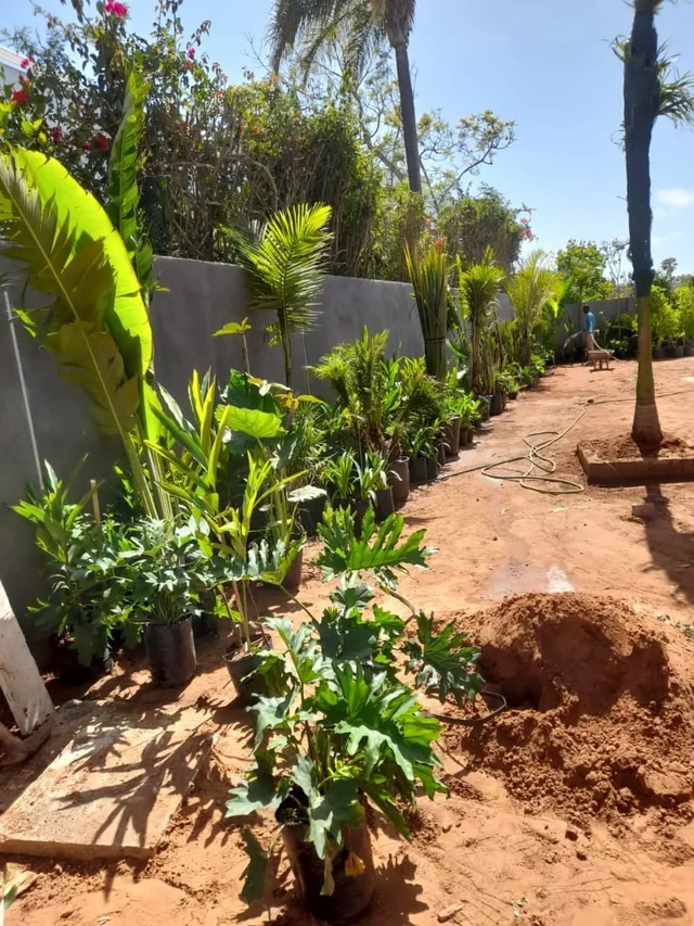 Plantes en pots disposées le long d’un massif en cours d’aménagement